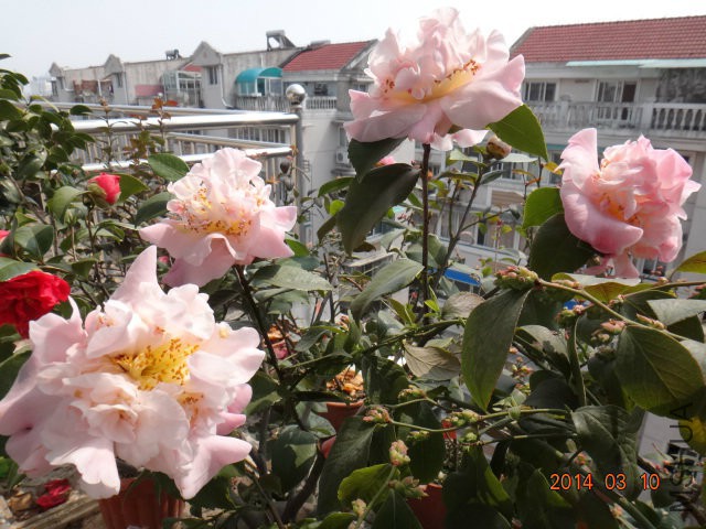 DSC07321.JPG