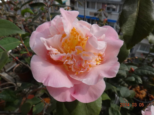 DSC06985.JPG