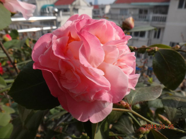 DSC07019.JPG