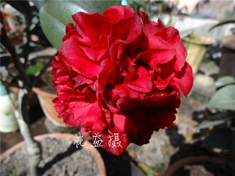 DSC02729.jpg
