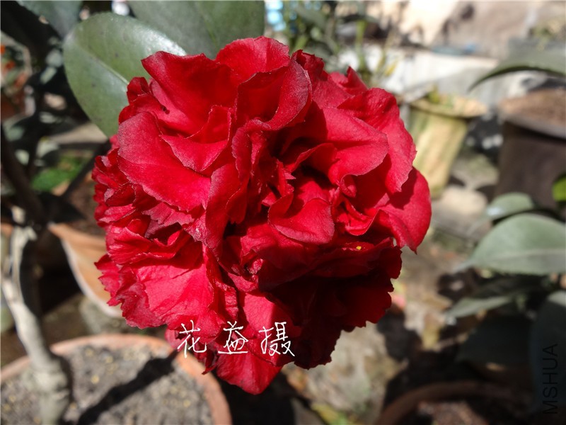DSC02730.jpg