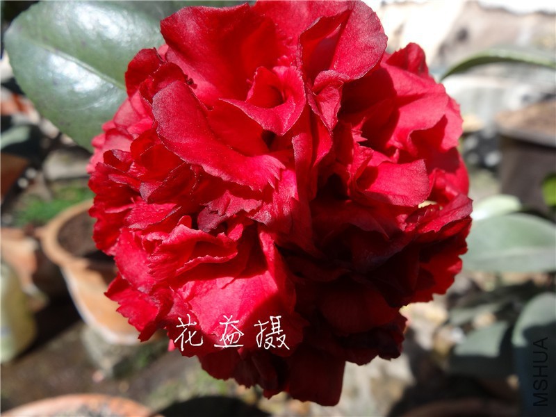 DSC02733.jpg