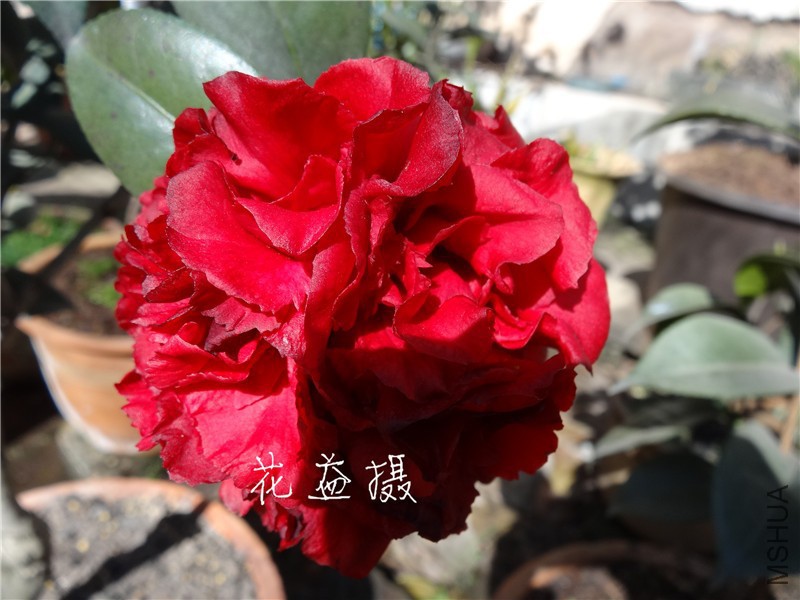 DSC02731.jpg