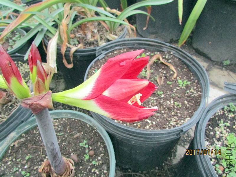 IMG_7455096.jpg