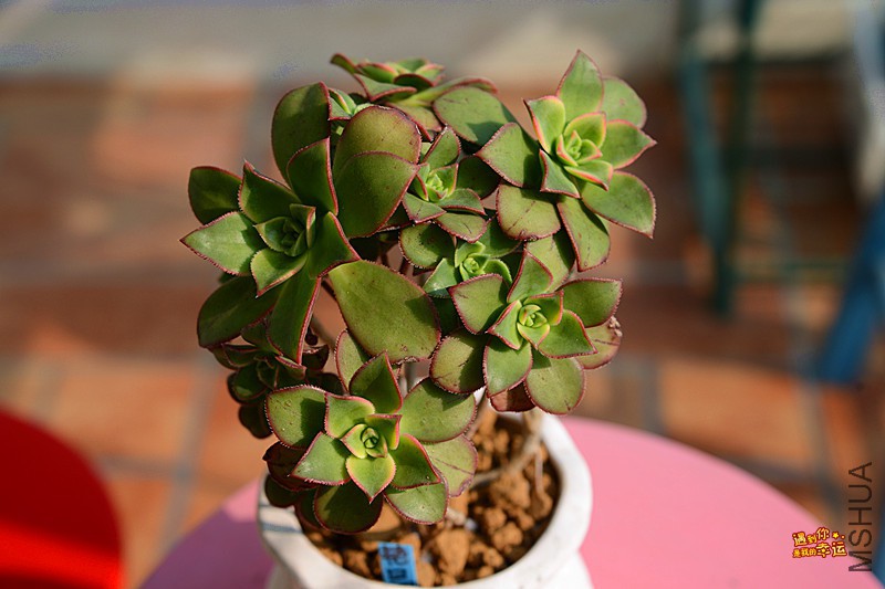 ��Ƭ 267_����.jpg