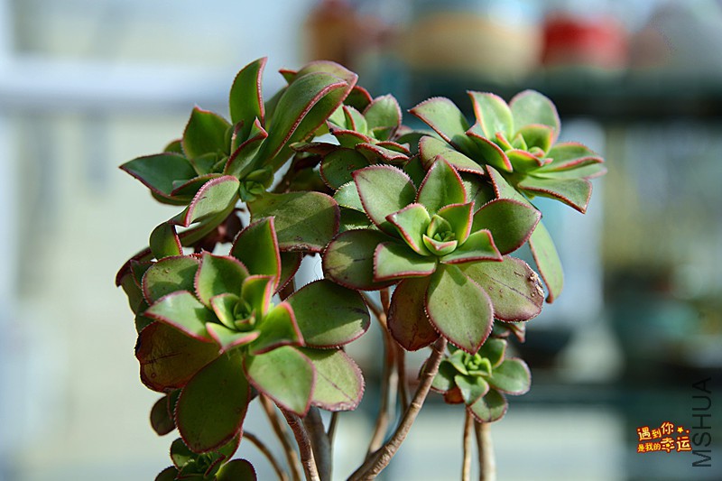 ��Ƭ 270_����.jpg