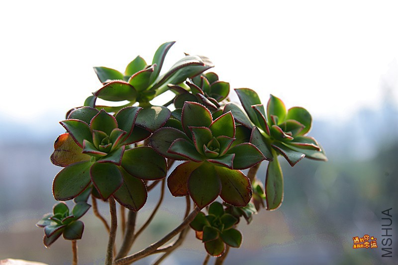 ��Ƭ 275_����.jpg