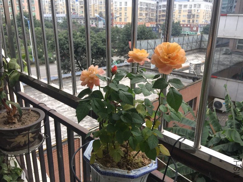 IMG_3850.JPG