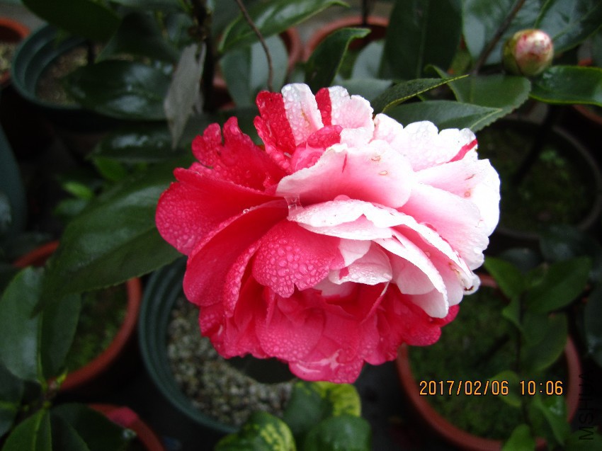 IMG_8450.JPG