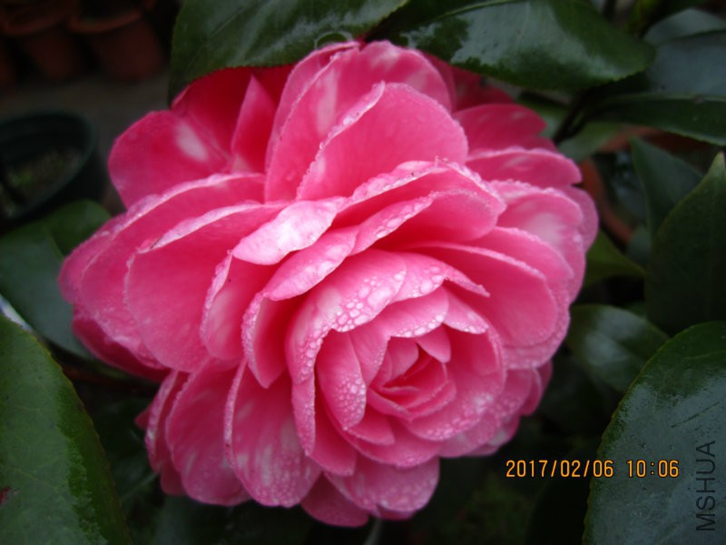 IMG_8452.JPG