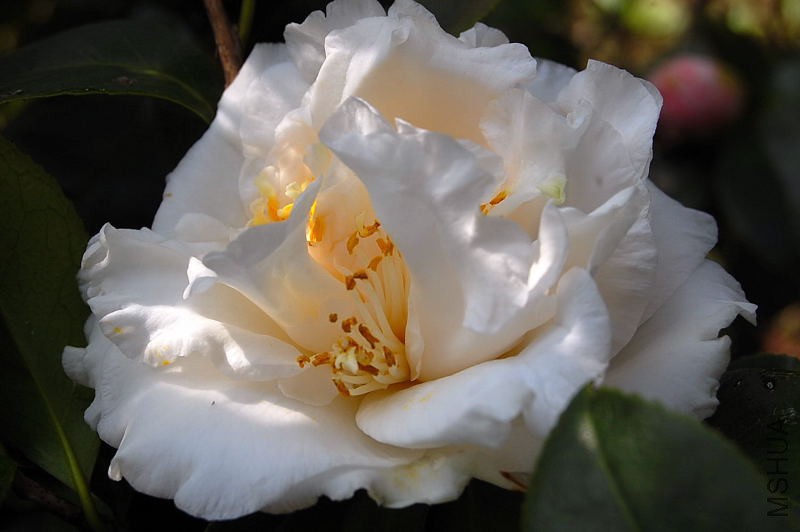 DSC_44420185.JPG