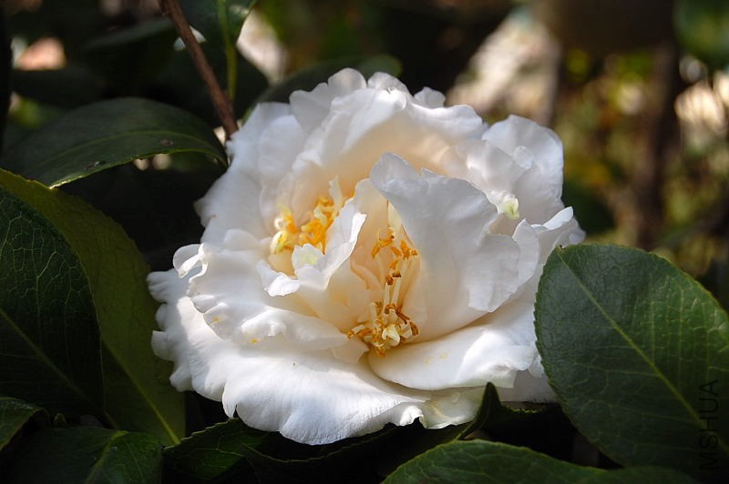 DSC_44450188.JPG
