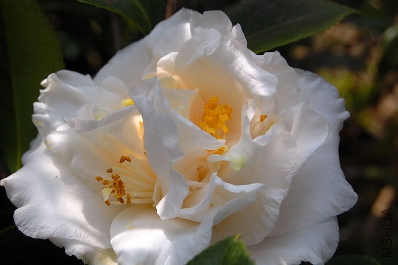 DSC_44410184.JPG