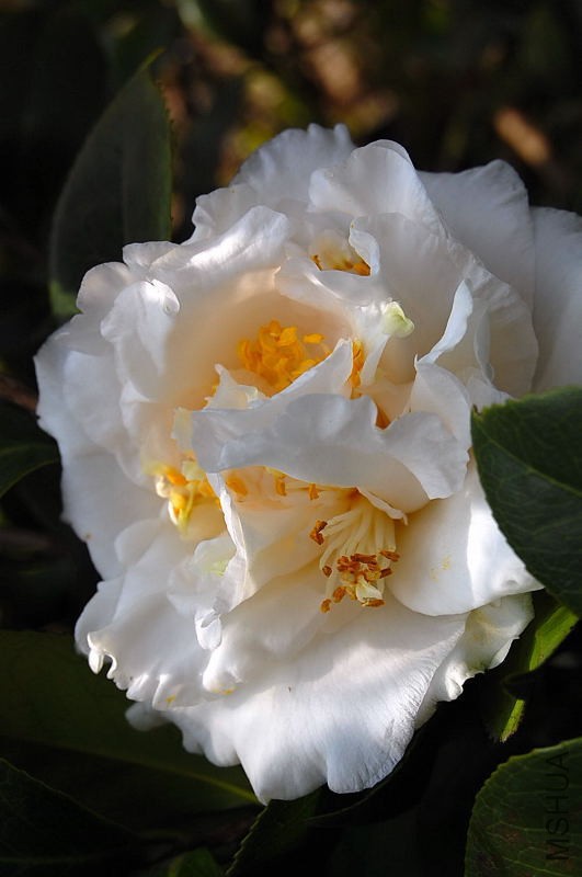 DSC_44430186.JPG