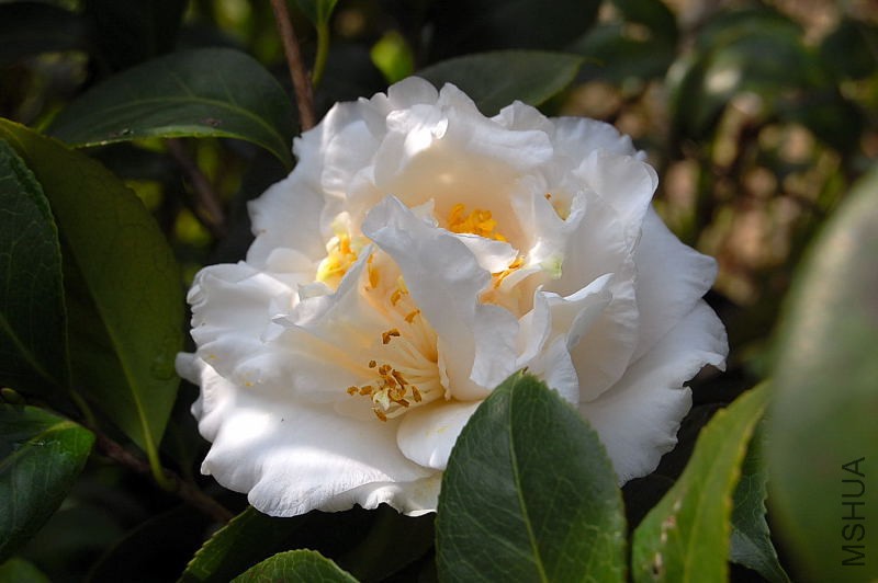 DSC_44400183.JPG