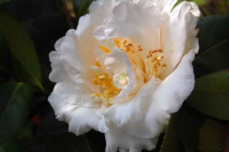 DSC_44300173.JPG