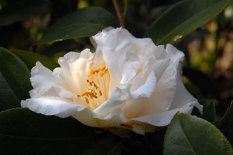 DSC_44260169.JPG