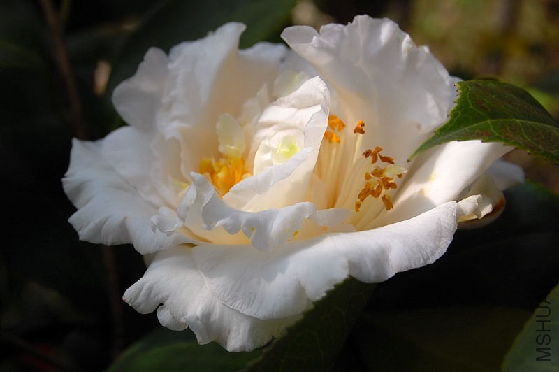 DSC_44280171.JPG