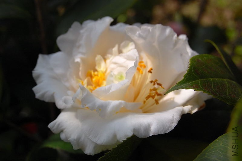 DSC_44270170.JPG