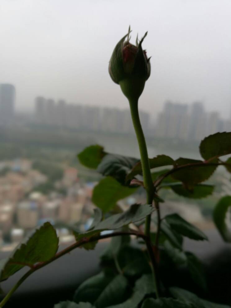 091545cgzmcsgimqmjqbq0.jpg