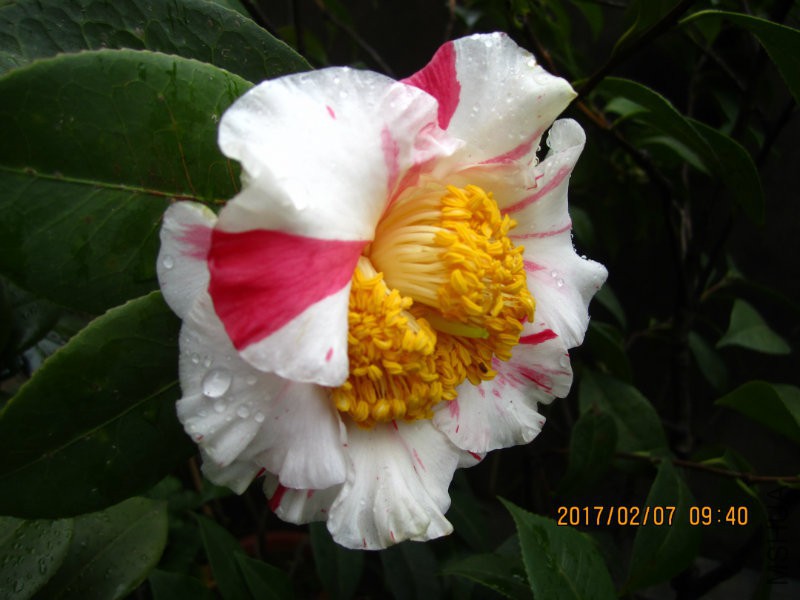 IMG_8467.JPG