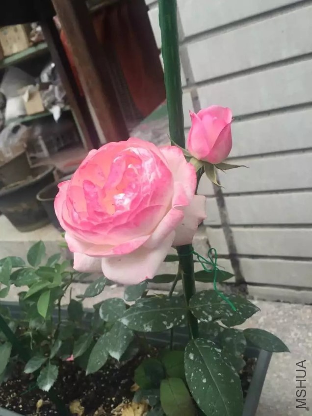 ��ݮ���ʱ�.jpg