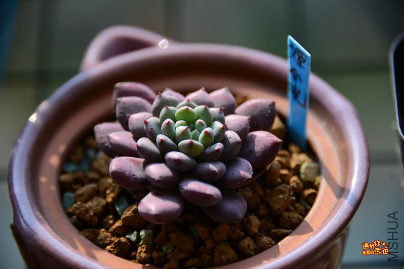 ��Ƭ 006_����.jpg