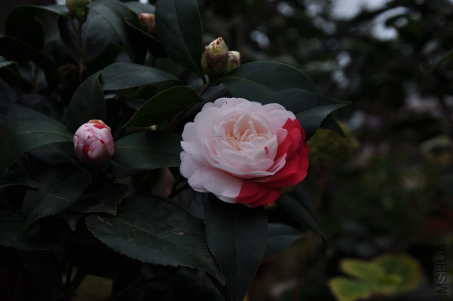 dsc_1136_����.jpg
