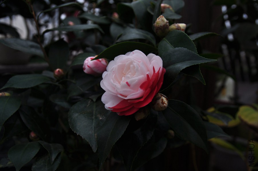 dsc_1138_����.jpg