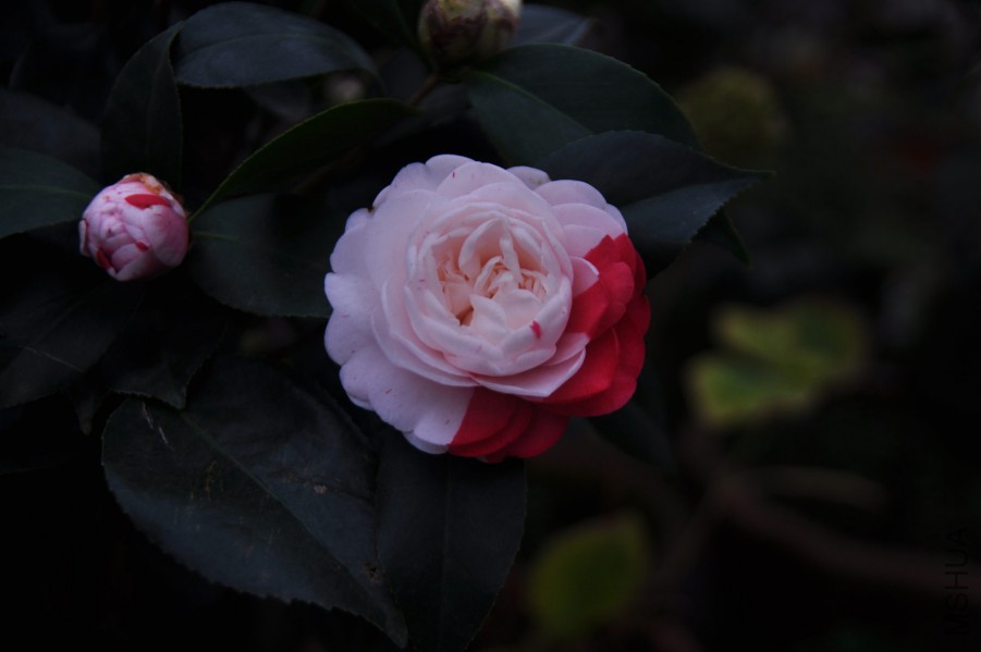 dsc_1171_����.jpg