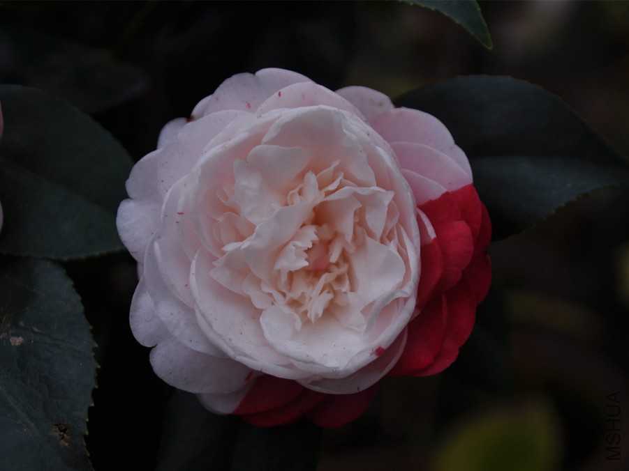 dsc_1226_����.jpg