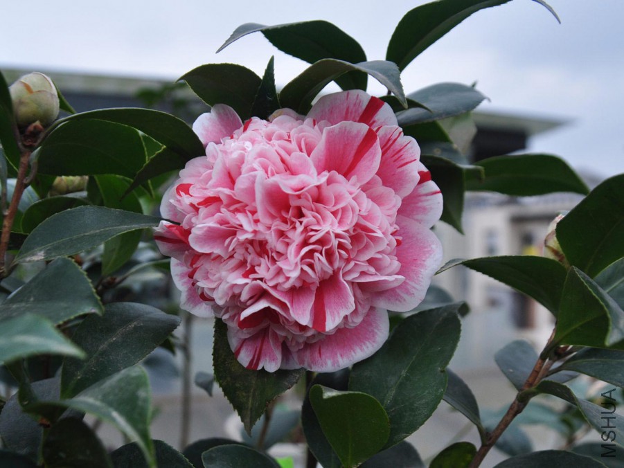dsc_1234_����1.jpg