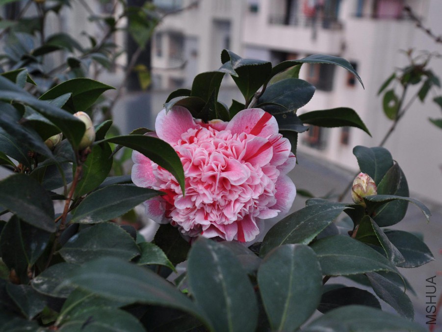 dsc_1271_����1.jpg