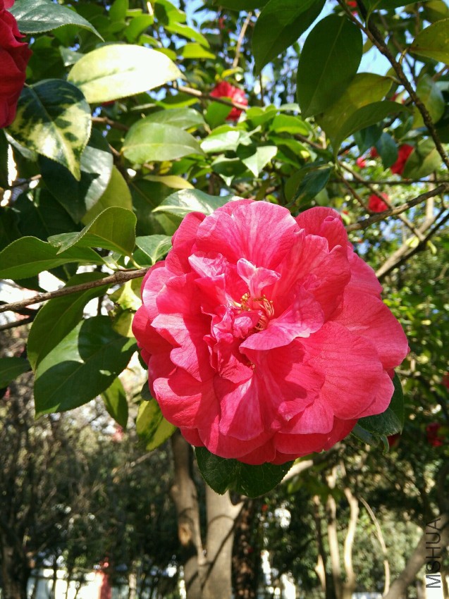 IMG_20170206_103131.jpg