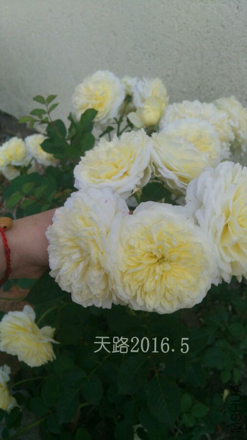 016cd32a6059252dc0f771bf3d9b033b5ab5b93a.jpg