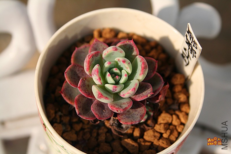 ��Ƭ 236_����.jpg