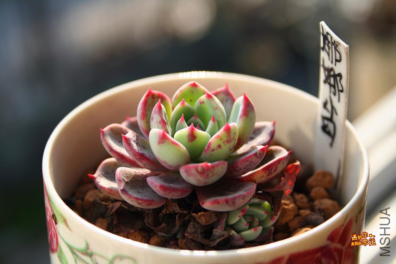 ��Ƭ 238_����.jpg