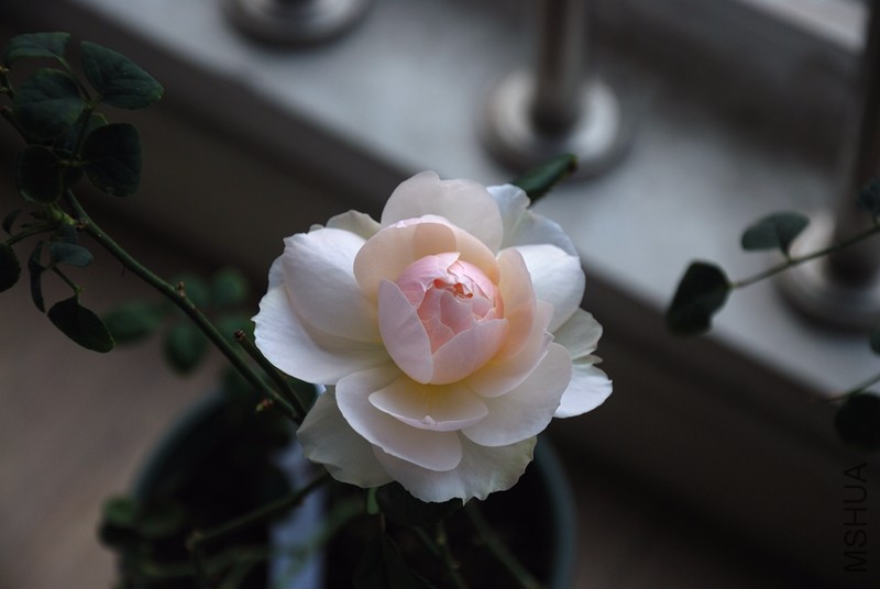 DSC_8231_����.jpg