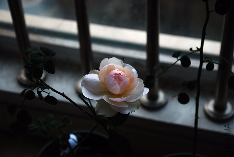 DSC_8232_����.jpg