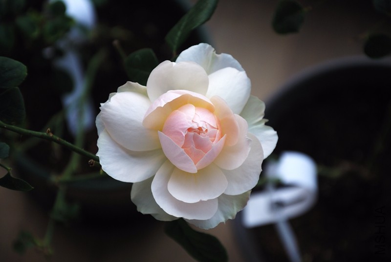 DSC_8233_����.jpg