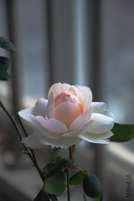 DSC_8234_����.jpg