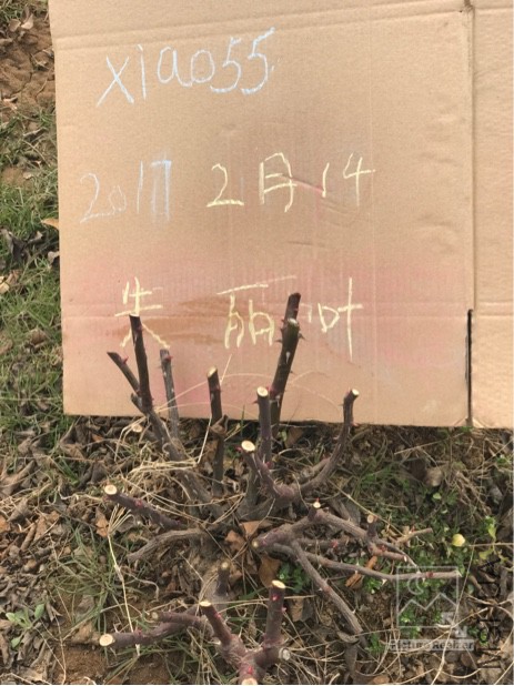 132519ozgomnjuim2nmizg.JPG
