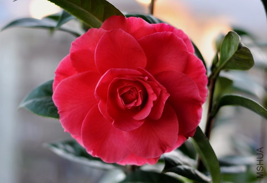 ���˽� (19).JPG