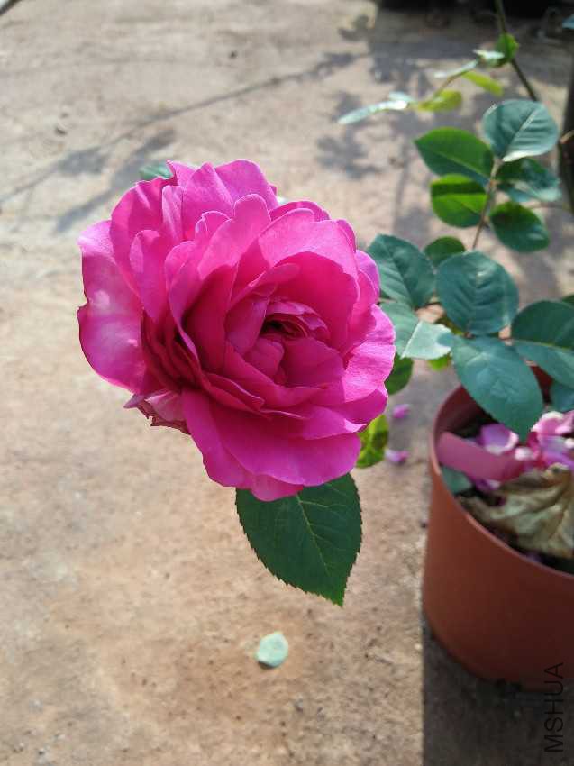 IMG20170126160441.jpg