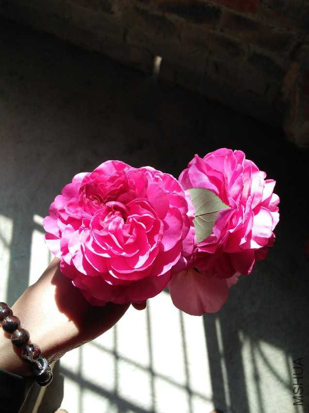 IMG20170128134501.jpg