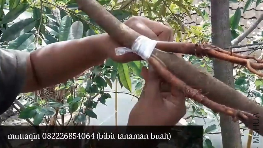 Cara kupas batang cangkok susu durian.MP4_20170215_105235.828.jpg
