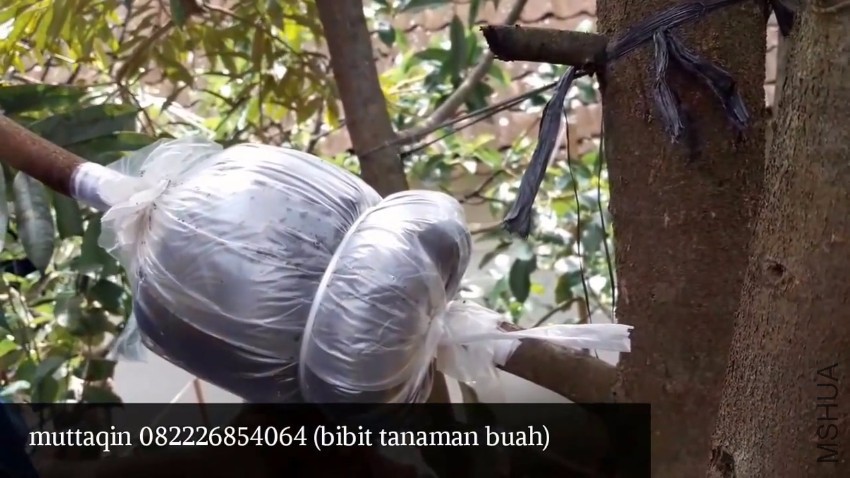 Cara kupas batang cangkok susu durian.MP4_20170215_105215.203.jpg