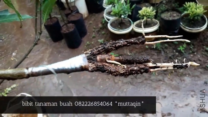Ternyata pohon dukong bisa di cangkok susu.MP4_20170215_105501.093.jpg