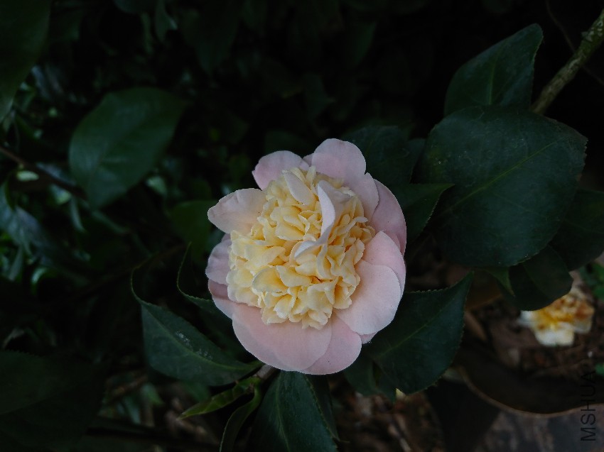 DSC_0016.JPG