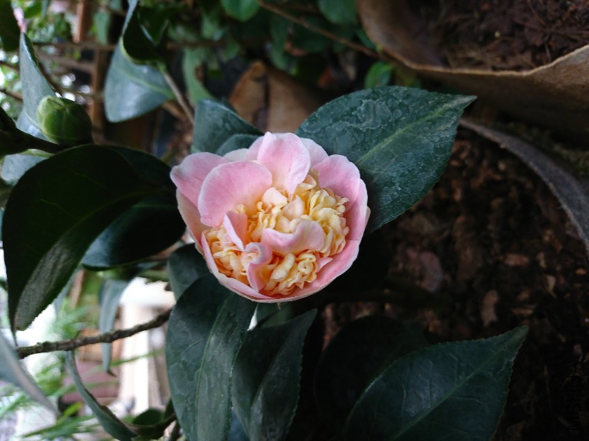 DSC_0019.JPG